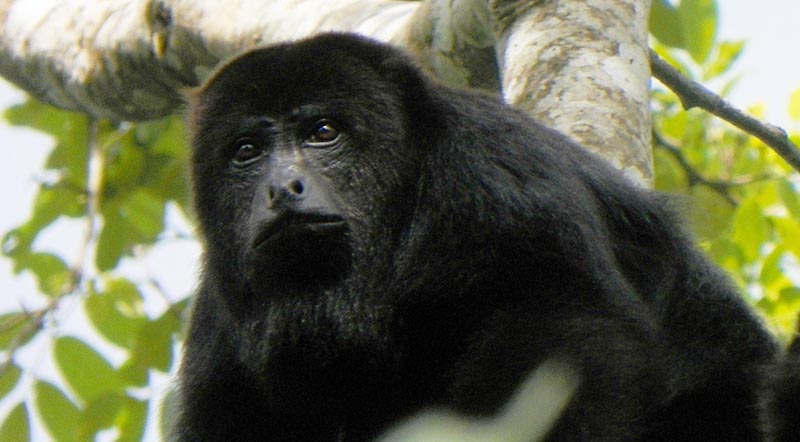 Belize howler monkey