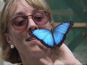 Blue morpho butterfly