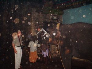 Sacred elephant in Meenakshi temple