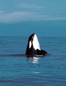 Orca spy-hopping