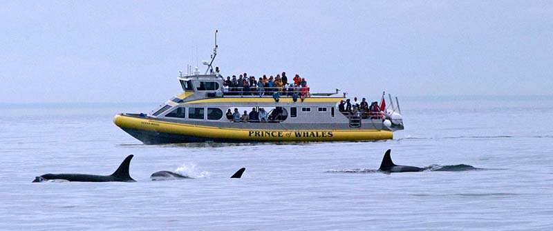 orcas and whale watching boat