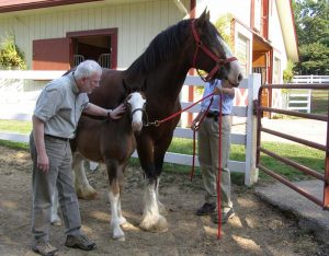 Robert Scheer pats Clydesdale horses