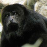 Belize howler monkey