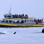 orcas and whale watching boat